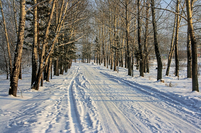 в зимнем парке зима